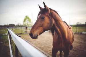 Fiches Santé Équine